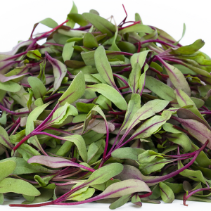 BULLS BLOOD BEETS MICROGREENS