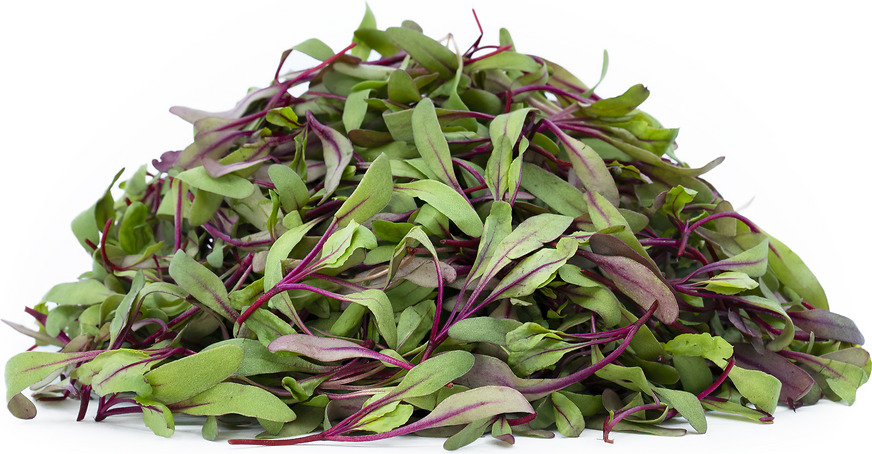 BULLS BLOOD BEETS MICROGREENS