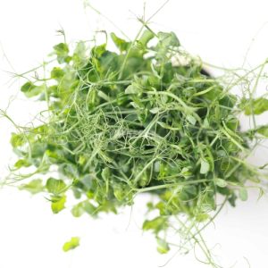 PEA MICROGREENS (GOLDEN OR GREEN)