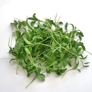 CILANTRO MICROGREENS