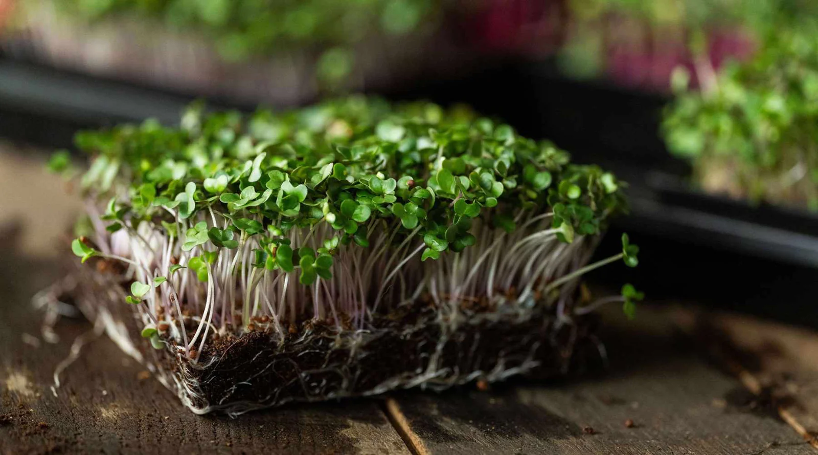 Microgreens with 20-25 Days to Grow