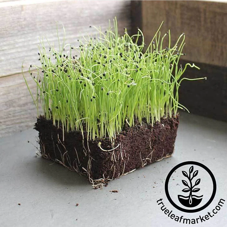 Leek - Large American Flag - Microgreens