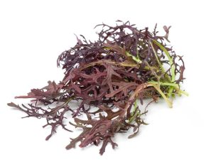 MUSTARD - MIZUNA RED STREAKS - MICROGREENS