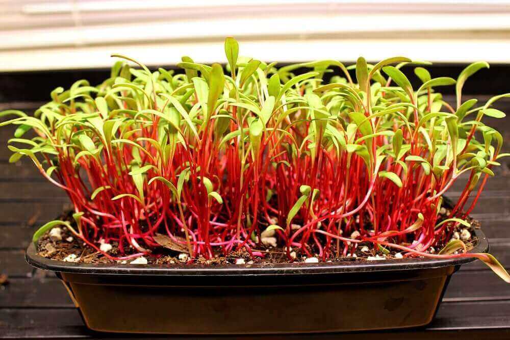 Swiss Chard Microgreens