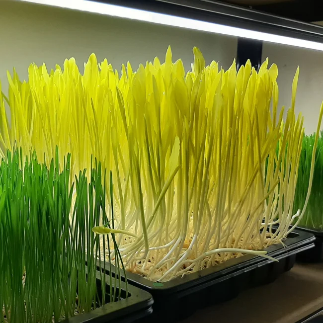 Corn - Yellow Popcorn Microgreens