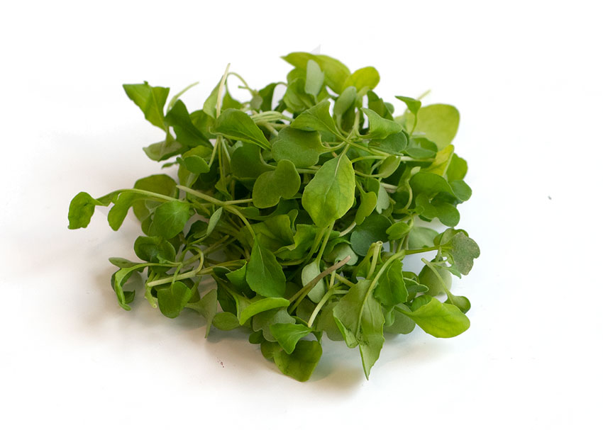 ARUGULA - MICROGREENS