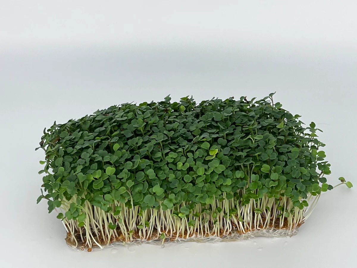 Arugula Microgreens