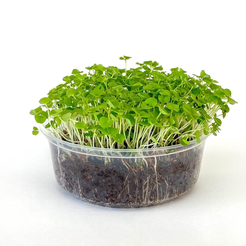 Basil - Genovese - Microgreens