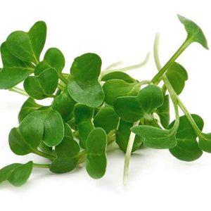 BROCCOLI MICROGREENS