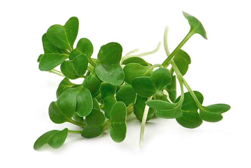 BROCCOLI MICROGREENS