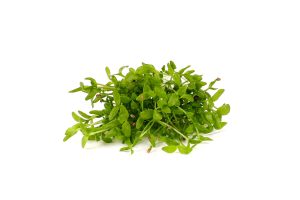 CELERY MICROGREENS
