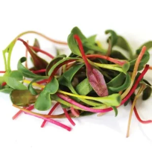 SWISS CHARD MICROGREENS