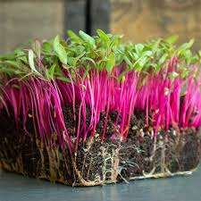 Bulls Blood Beets Microgreens