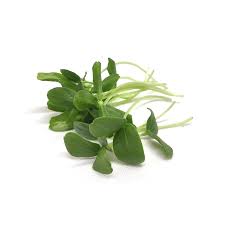 CANTALOUPE - MICROGREENS