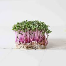 Red Acre Cabbage Microgreens