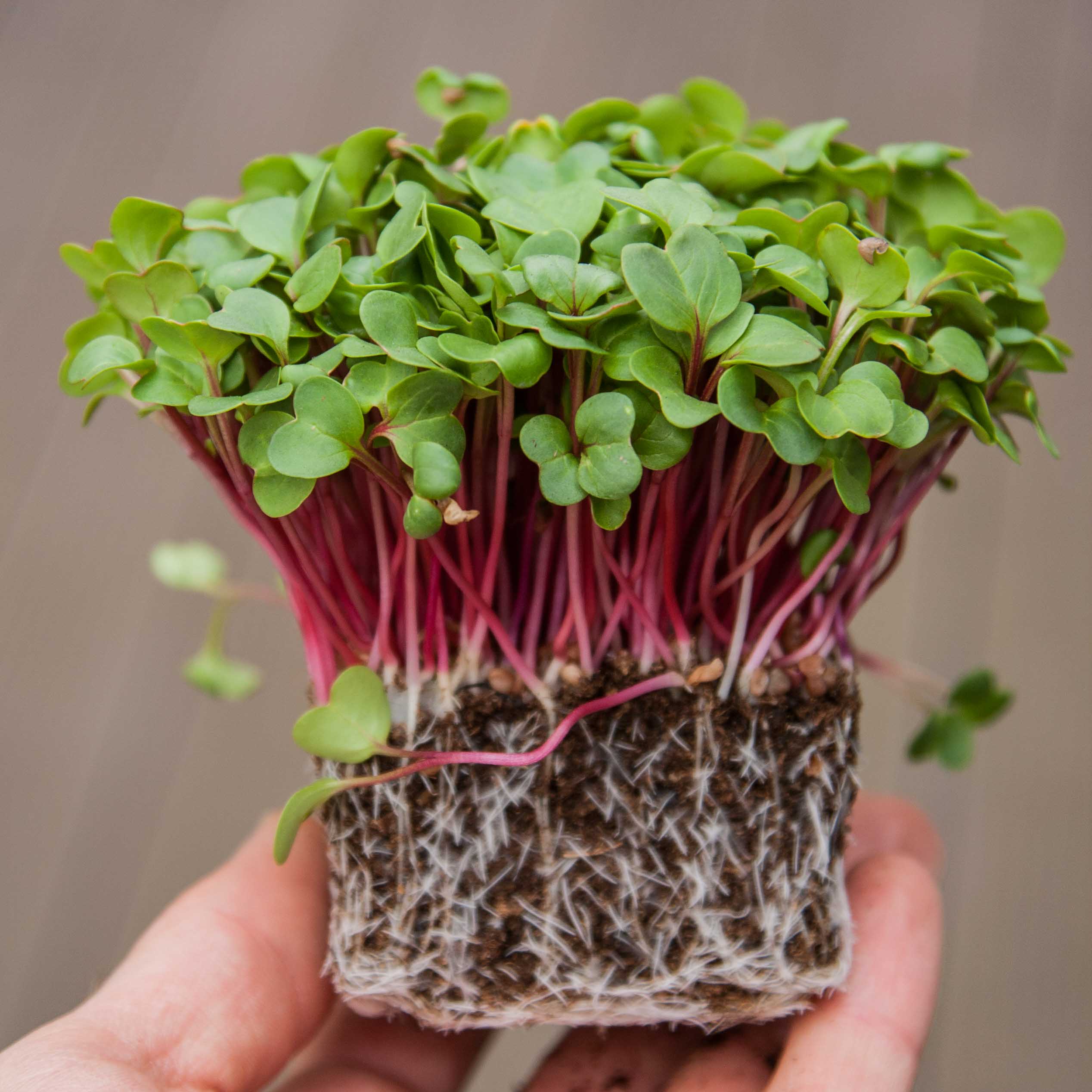 Radish Microgreens