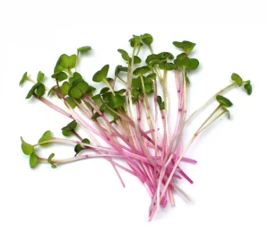 RADISH MICROGREENS