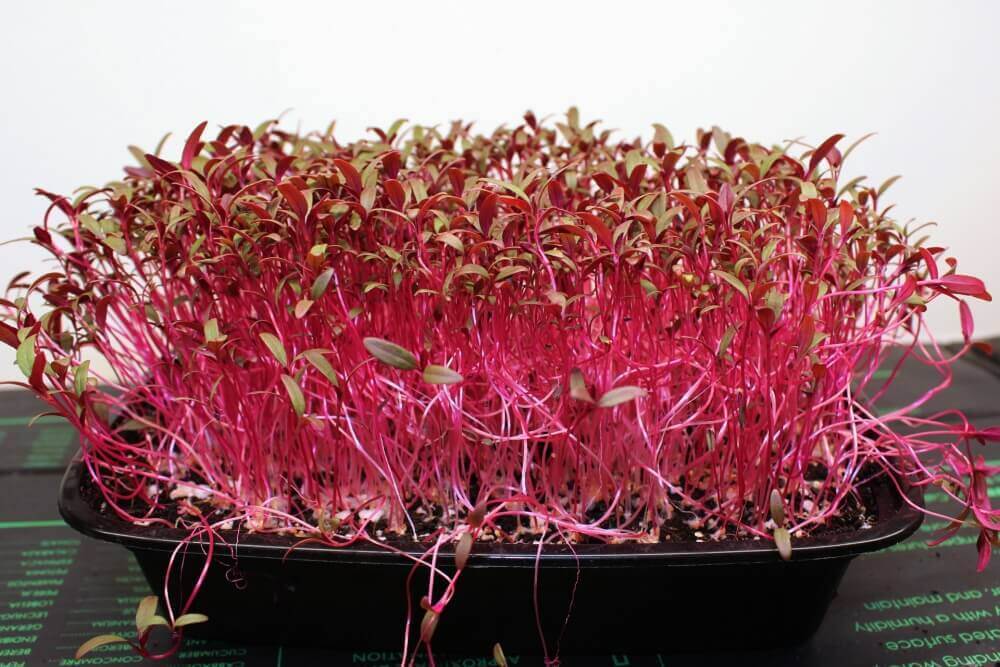 Amaranth - Red Garnet - Microgreens