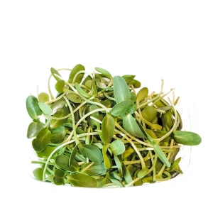 Sunflower Microgreens