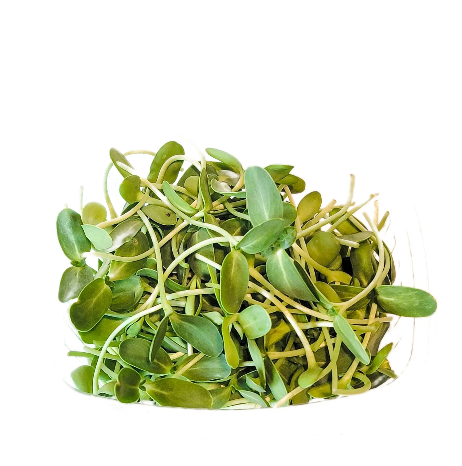 Sunflower Microgreens