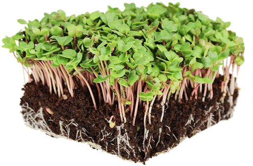 Mustard - Mizuna Red Streaks - Microgreens