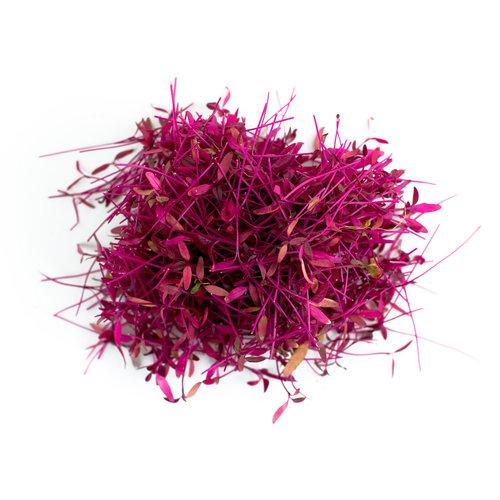 Amaranth - Red Garnet - Microgreens