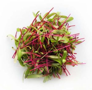 Bulls Blood Beets Microgreens