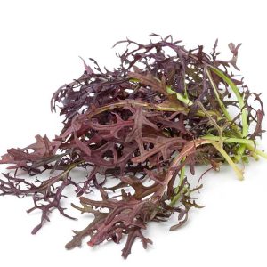 Mustard - Mizuna Red Streaks - Microgreens