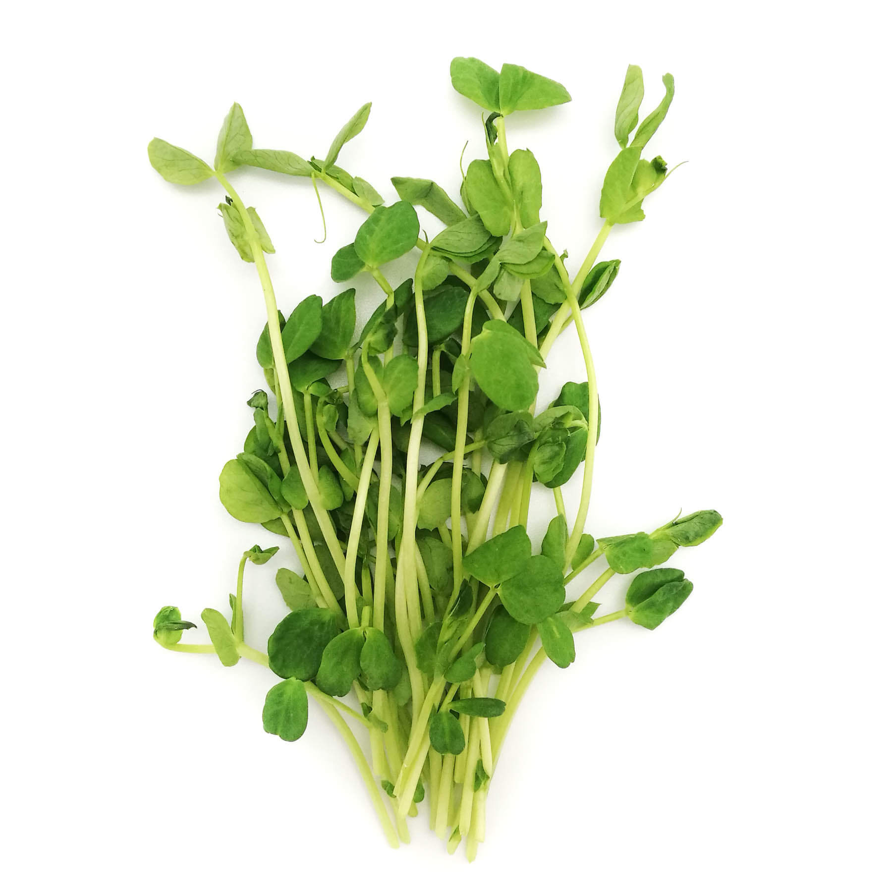 Pea Microgreens (Golden or Green)