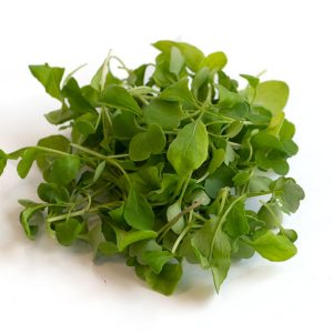 Arugula Microgreens