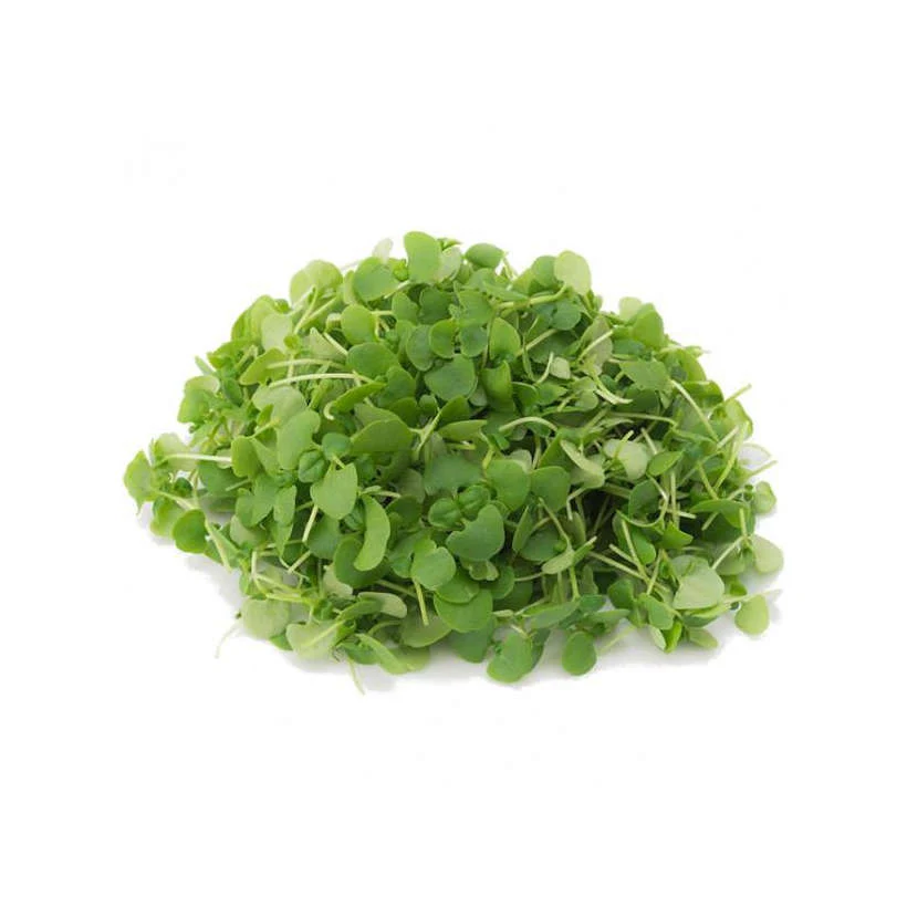 Basil - Genovese - Microgreens