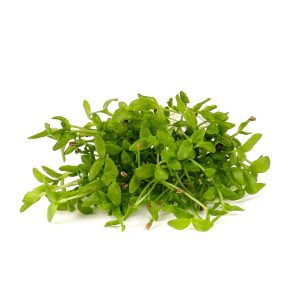 Celery Microgreens