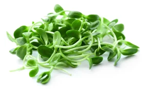 Sunflower Microgreens