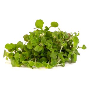 Lemon Balm Microgreens