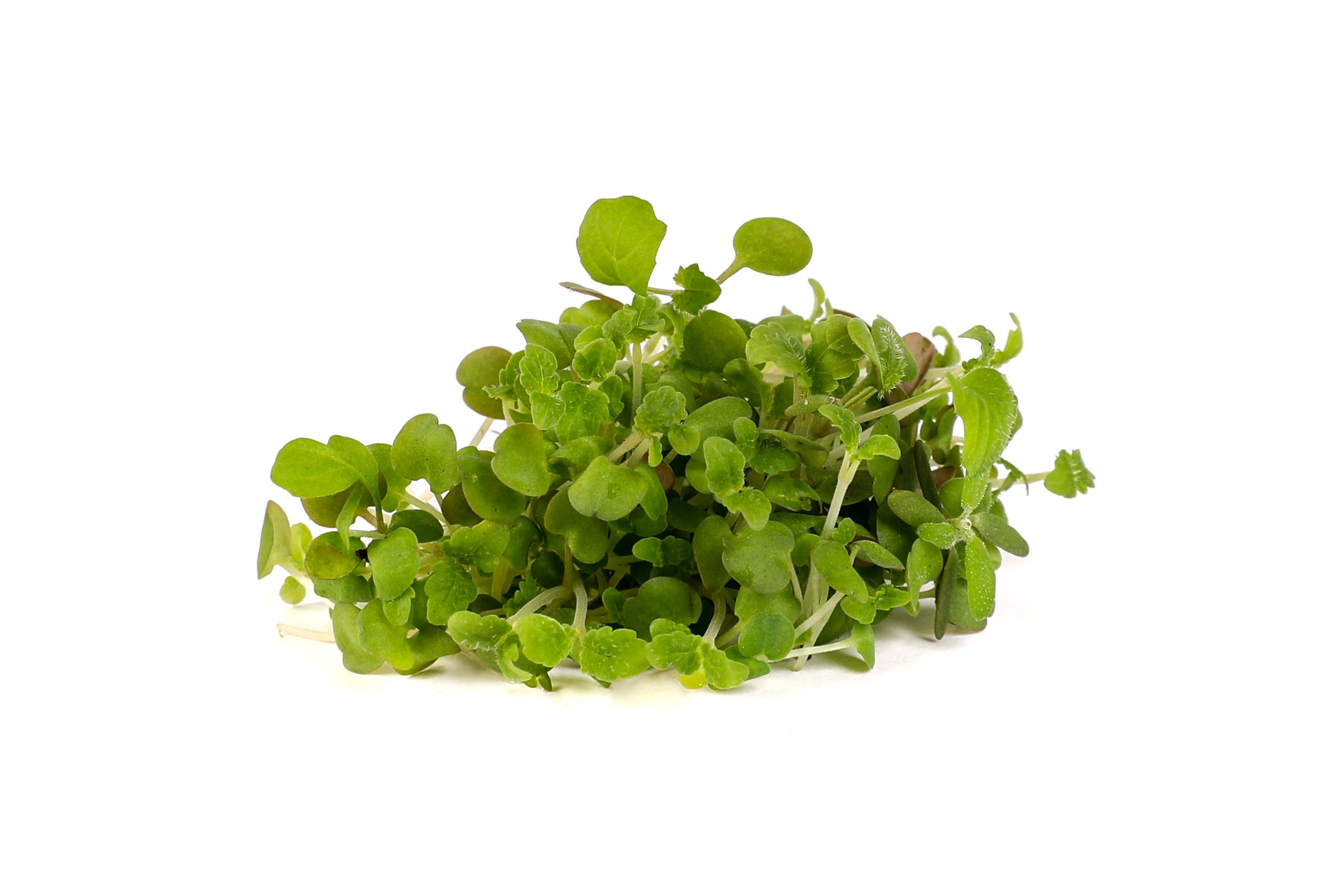 Lemon Balm Microgreens