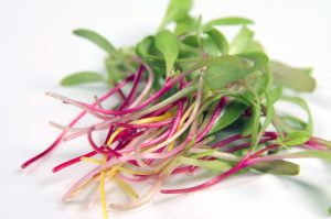 Swiss Chard Microgreens