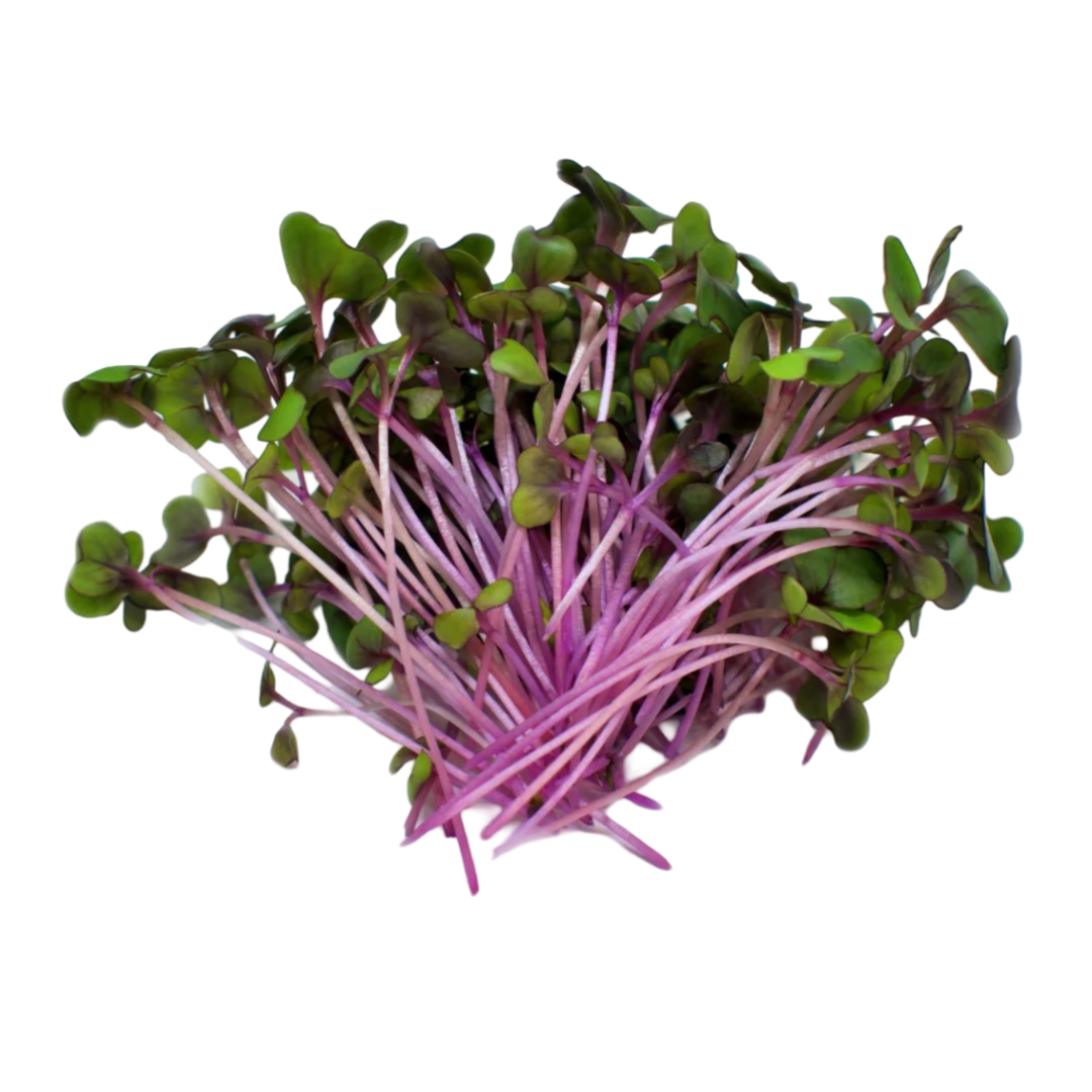 Red Acre Cabbage Microgreens